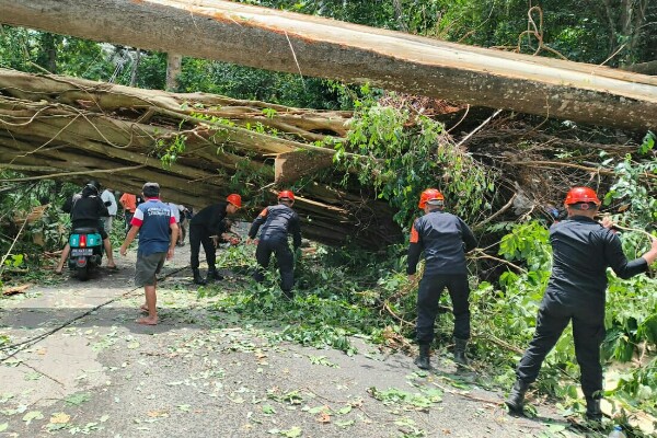Personel Batalyon C Pelopor Satbrimob Polda Sulut Gerak Cepat Evakuasi Pohon Tumbang di Jalan Warembungan-Sea